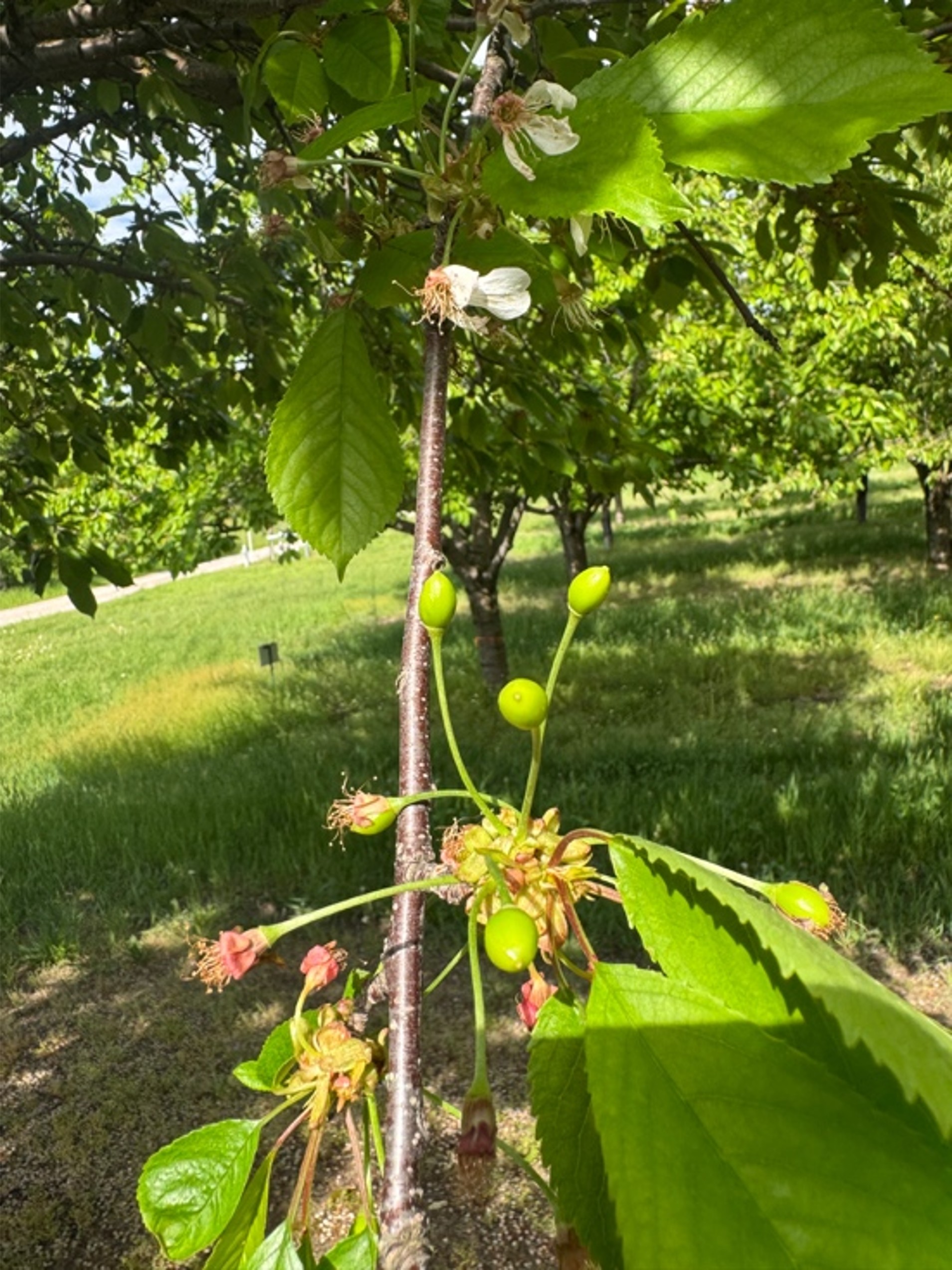 The flowers of Emperor Francis cherries starting to blossom.